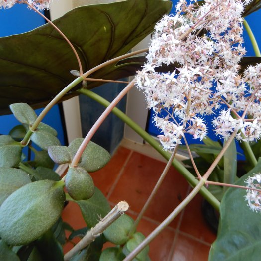 Crassula ovata